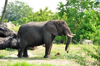 Behind the Scenes on Disney’s Wild Africa Trek