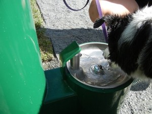 Doggie drinking fountain in dog park