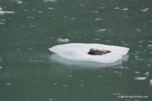 Seal in Tracy Arm Fjord