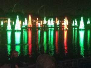 These are the trees we saw at Sea World