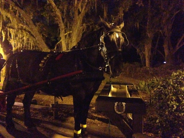 Doug the horse, he pulled our sleigh!