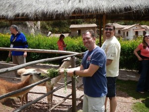 Feeding llamas