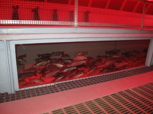 Fish Living with the Land