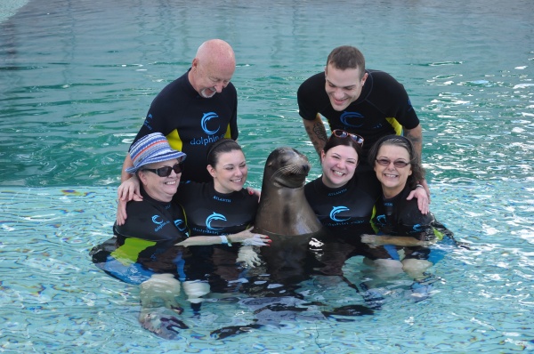 Sea Lion Swim