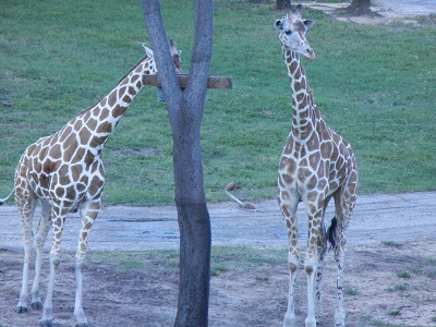 AKL giraffe's