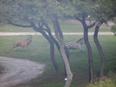 AKL animals on the run