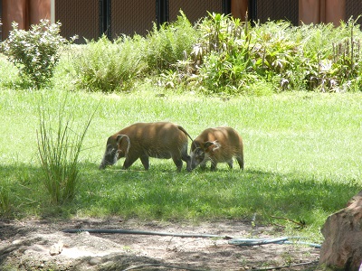 Red River Hogs