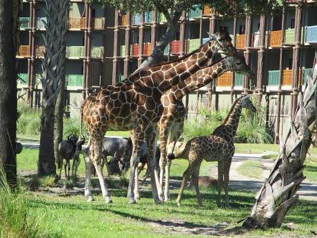 Wildebeest and giraffe