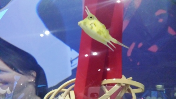 This is a Cowfish, and it lives in an aquarium on the second floor check in desk