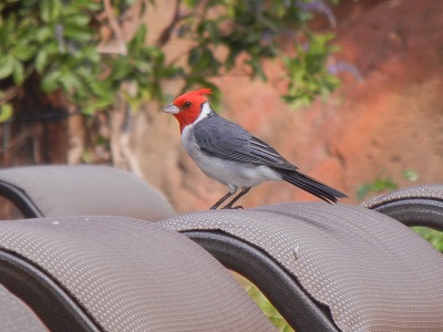 Brazilian Cardinal