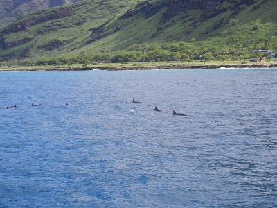 Dolphins