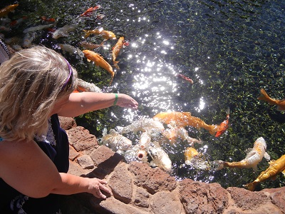 Koi feeding frenzy