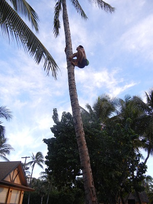 Tree climber