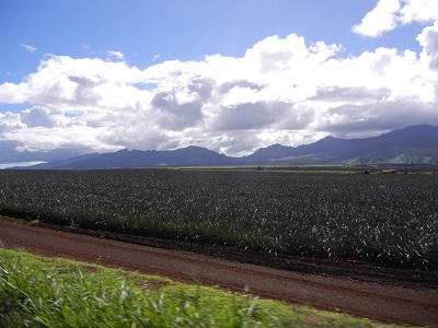 Pineapple field