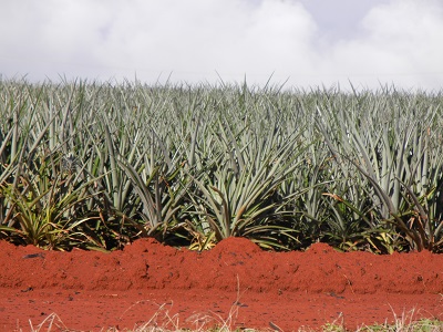 Pineapple field