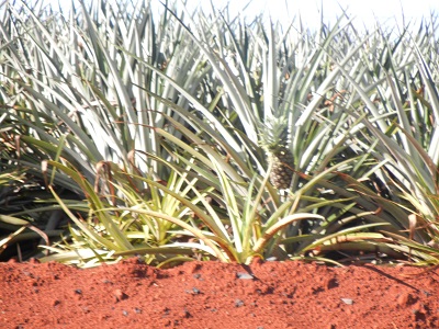 Pineapple field