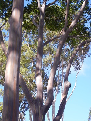 Rainbow Eucalyptus Rainbow Eucalyptus
