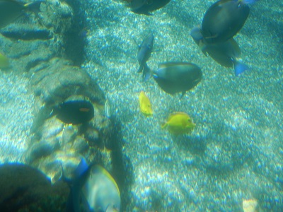 Rainbow Reef residents