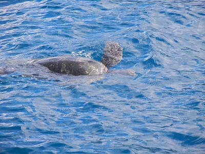 Sea turtle Sea turtle