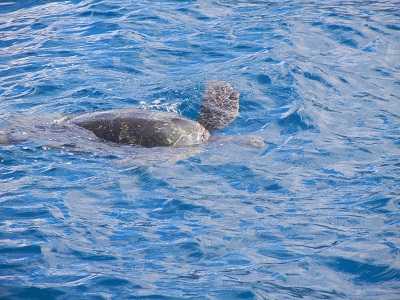 Sea turtle