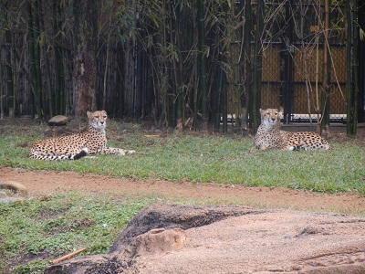 Cheetahs