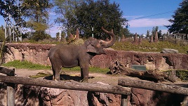 Elephant Elephant