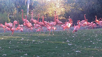 Flamingos