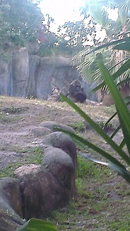 Gorilla Gorilla