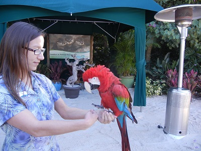 Green wing macaw