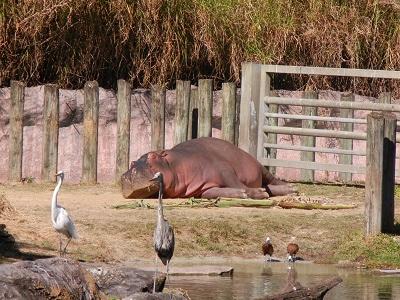 Hippo Hippo