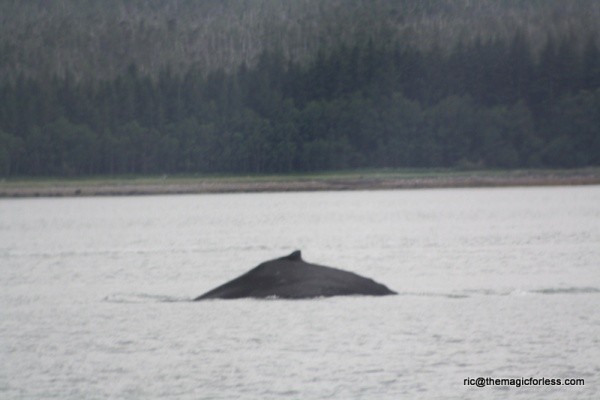 Surfacing Whale
