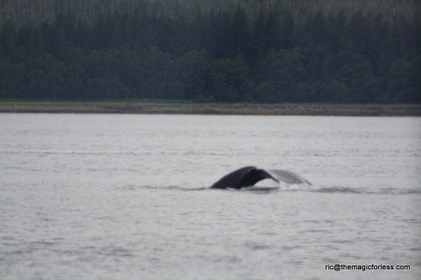 Whale Tail