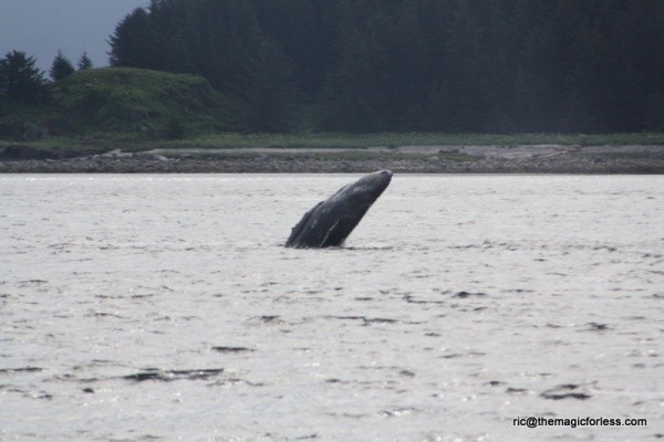 Breaching Whale