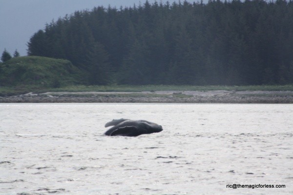 Breaching Whale