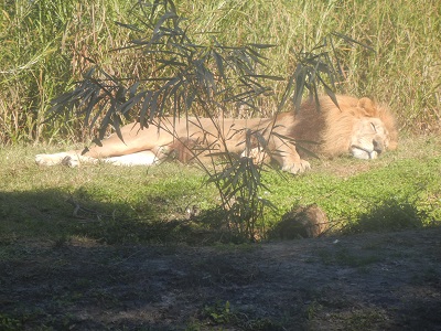 Lion Lion