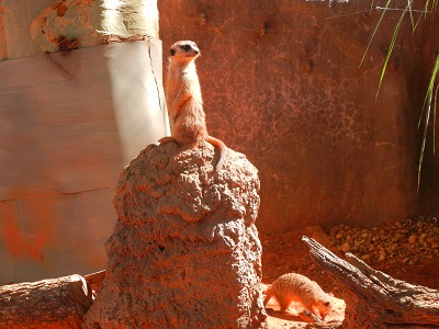 Meerkat lookout Meerkat lookout