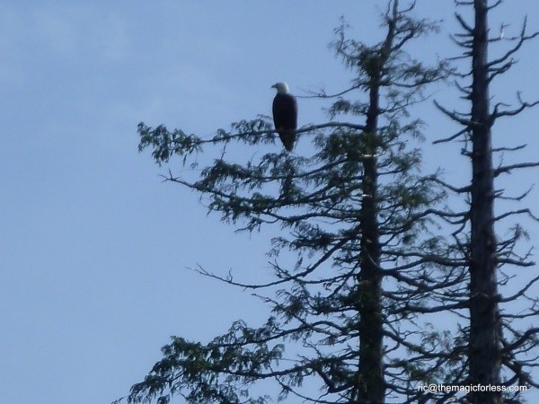 Bald Eagle Bald Eagle