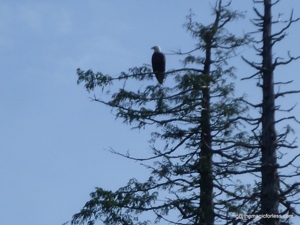 Bald Eagle