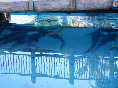 Sharks Sharks