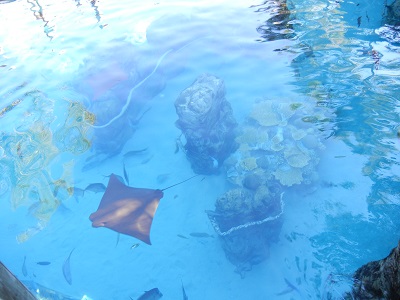 Stingrays