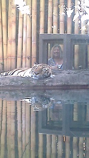 Up close and personal with a tiger Up close and personal with a tiger