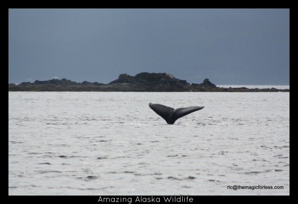Whale Tail on DCL Alaska