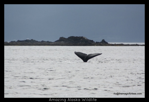 Wildlife on a Disney Cruise to Alaska