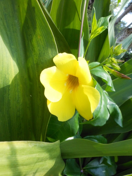 OKW Flower 2 OKW Flower 2