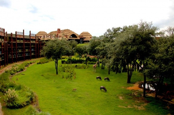 Disney's Animal Kingdom Lodge Arusha Savanna View Disney's Animal Kingdom Lodge - Arusha Savanna View
