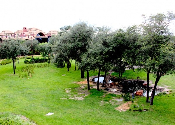 Disney's Animal Kingdom Lodge - Arusha Savanna Upgraded to Disney's Animal Kingdom Lodge - Arusha Savanna View