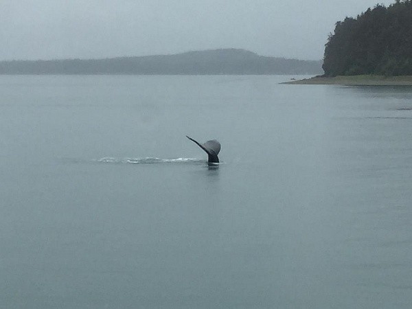 Whale sighting!