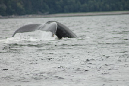 Whale tail A Whale of a Tail