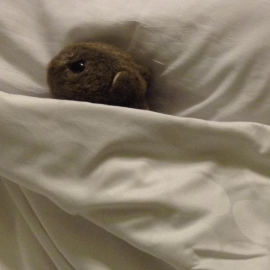 Good Night Wally Wally heads to bed