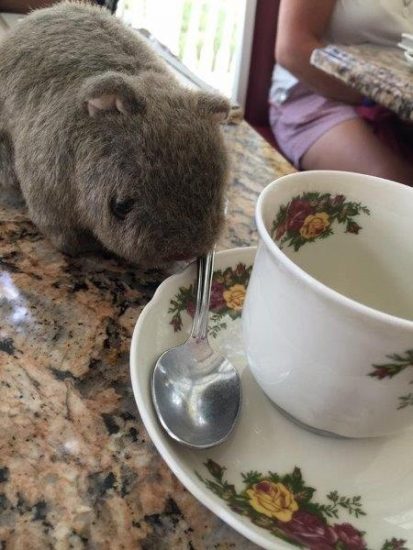 Wally-TeaCup Tea at the Grand Floridian